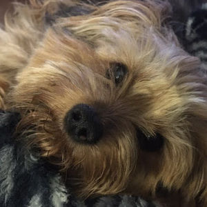 Meet your Posher, Hunter